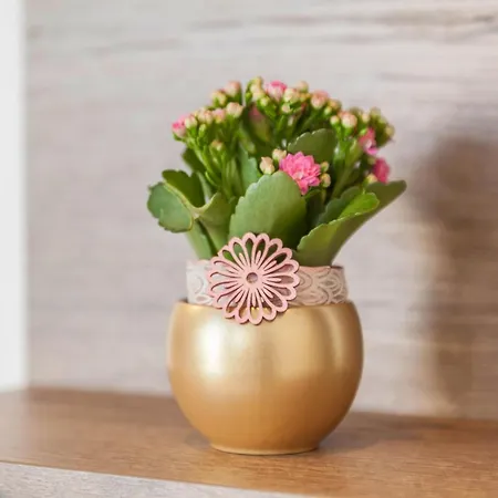 Апартаменти Flora *